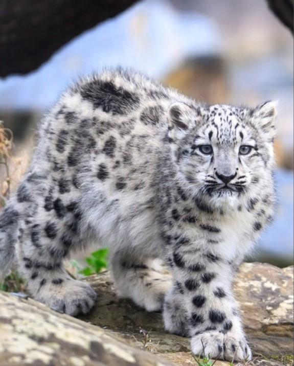 每天认识一种奇妙动物——雪豹

被誉为“雪山之王”的雪豹，是全球分布海拔最高的猫