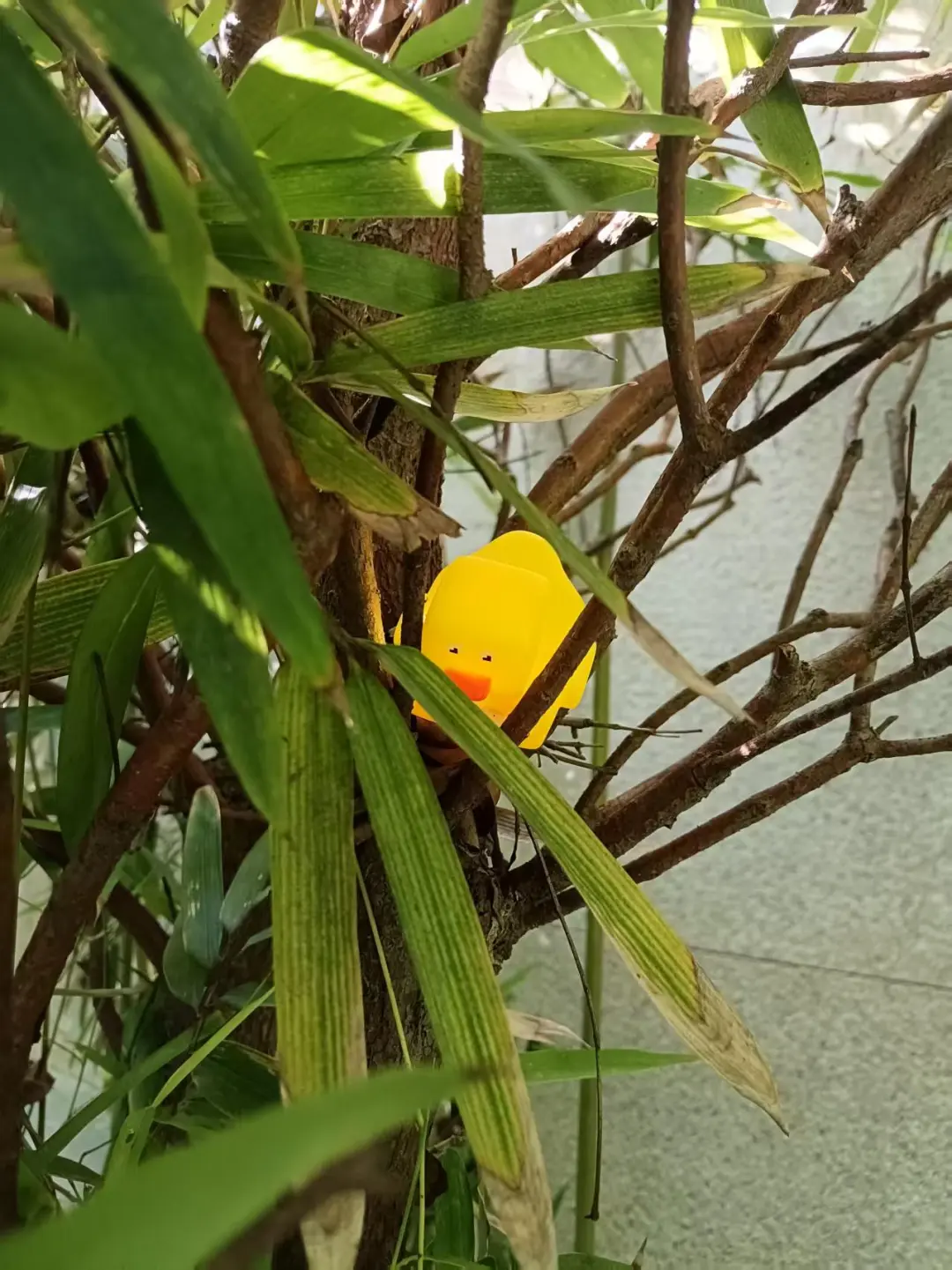 🔍「泡泡鸭」搜捕持续进行中！
