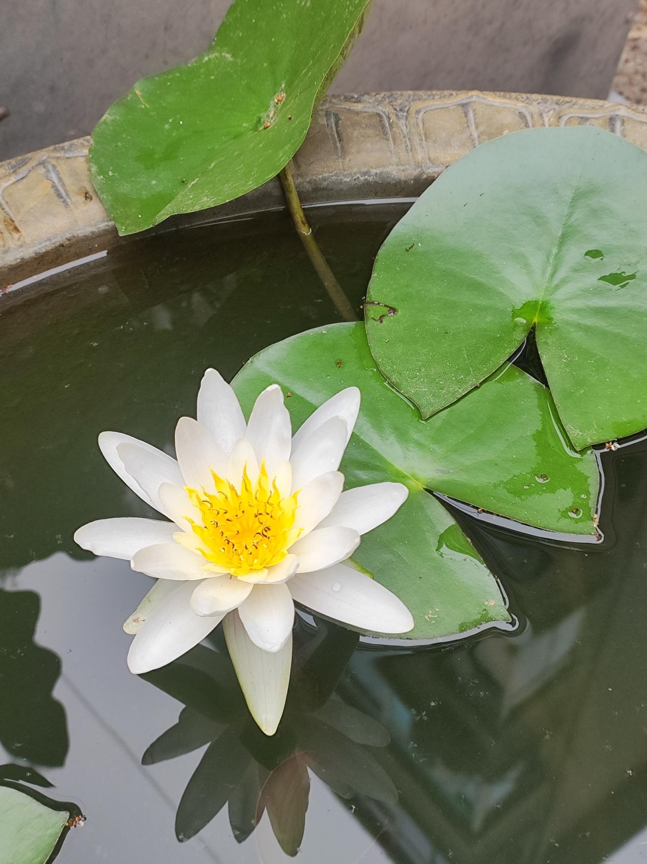 今日夏至，再拍莲荷。