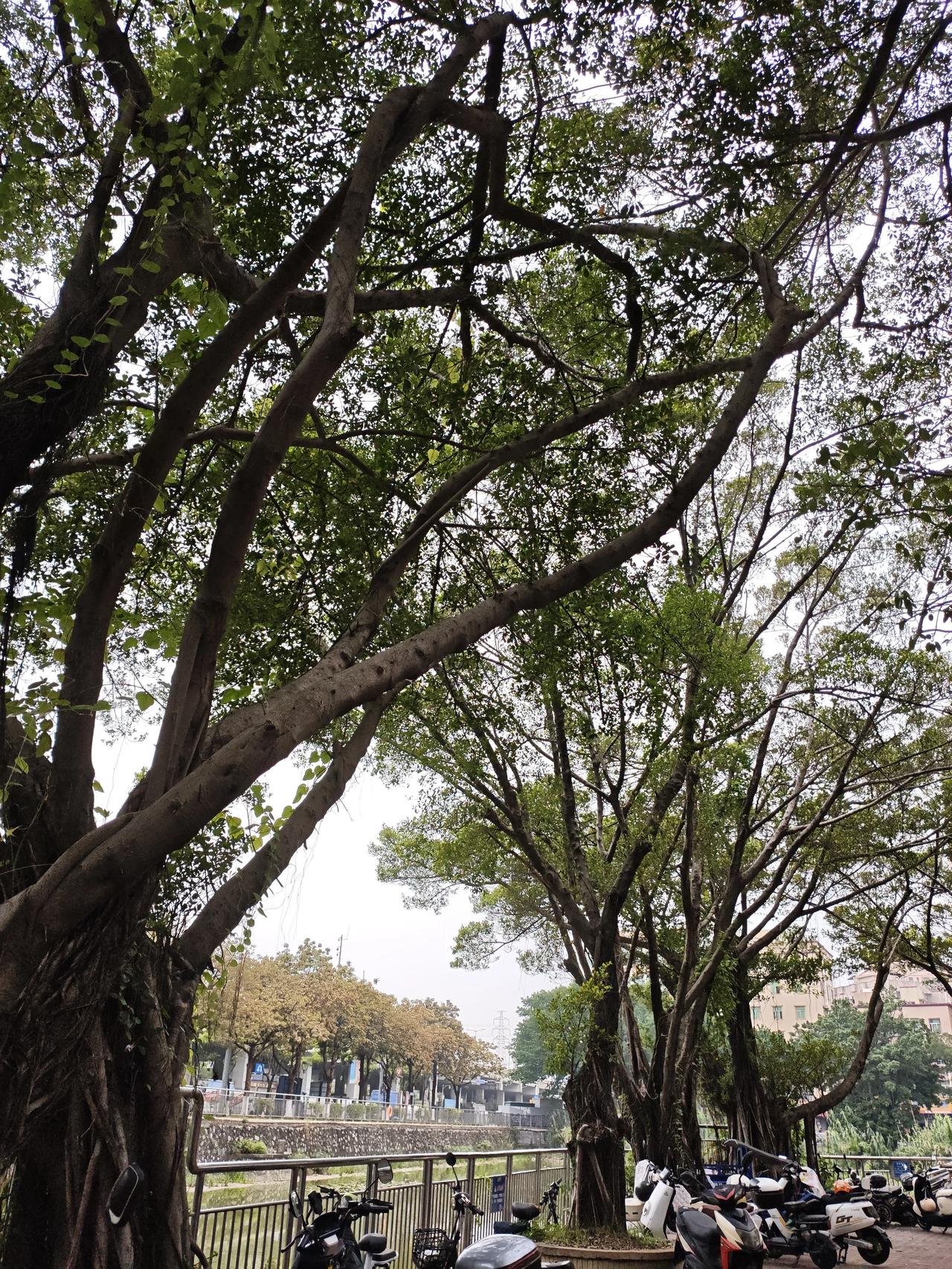 随手拍公园美景夏天到了，这大树是最好的公园美景，大树底下好乘凉，树影婆娑起舞，让