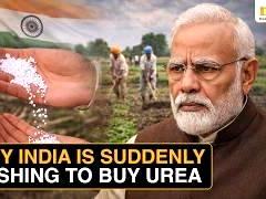 印度的国家信誉彻底破产，250万吨的紧急尿素招标竟然流标！

招标吓退所有外国供