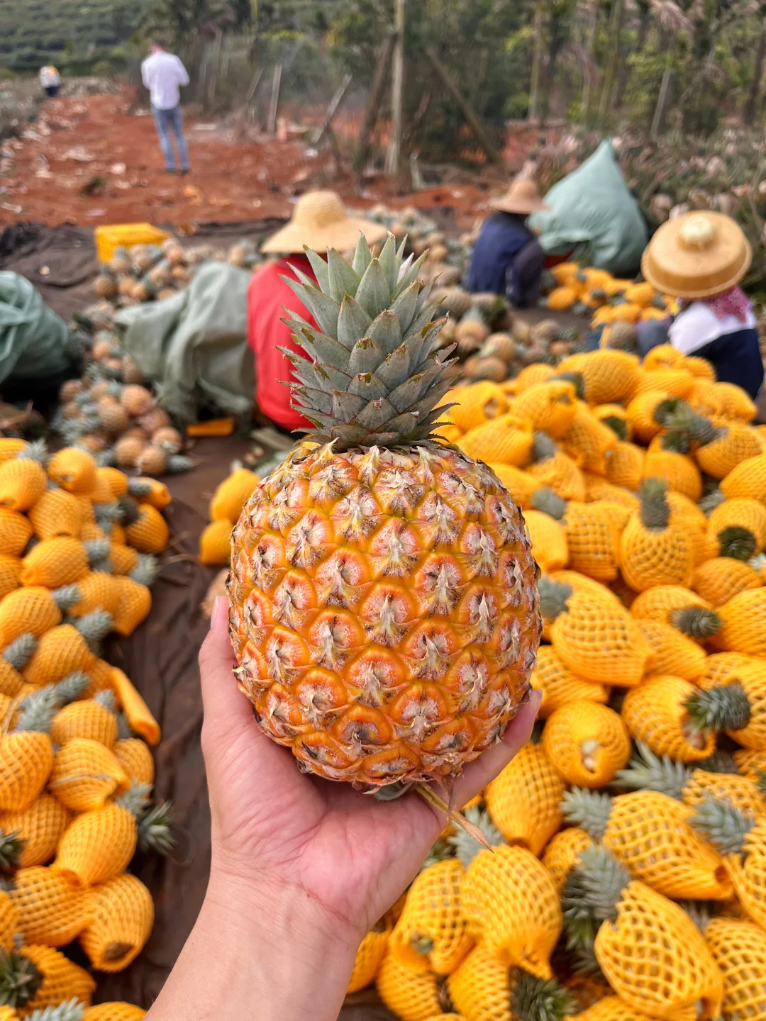 凤梨界的顶流，纯甜无酸的芒果凤梨！一口沦陷