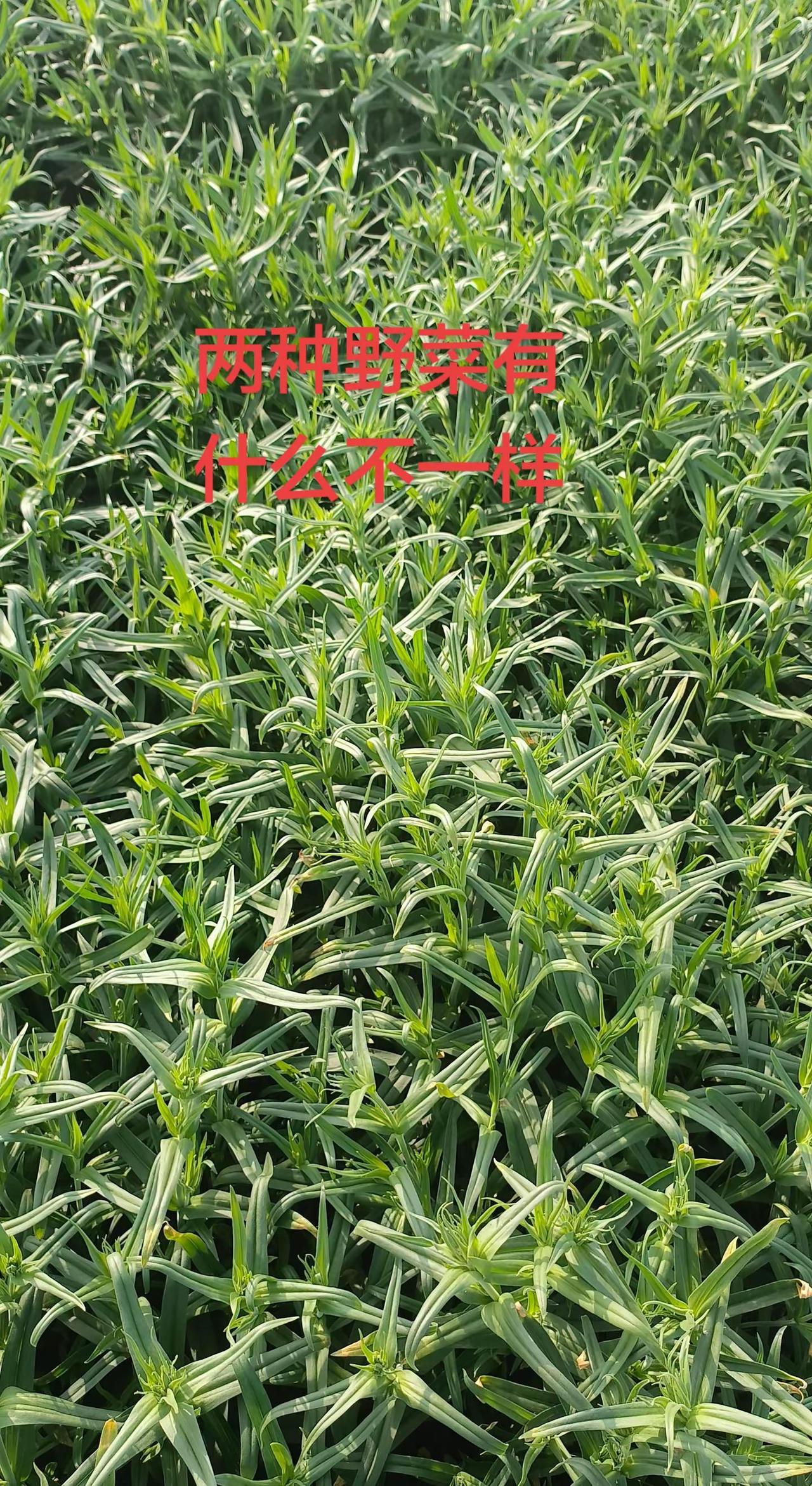 面条菜。上热门话题90000亿流量第一名 助农扶农 面条菜荠菜种子 草药植物知识