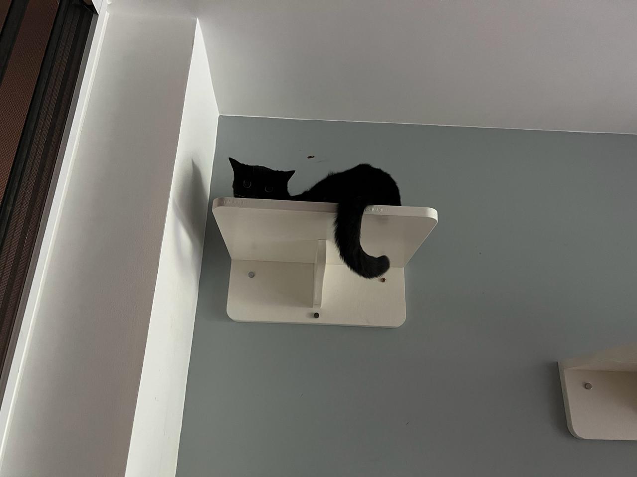 这几个猫好像猫猫摆件呀[笑哭]