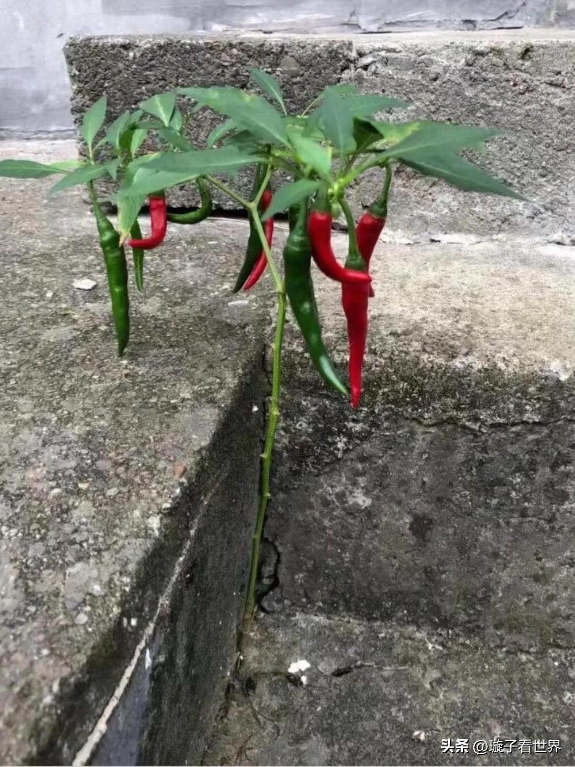 总被这些顽强的小生命狠狠戳中…
石缝钻出挂满辣椒的小苗
蜗牛壳里冒出嫩绿小草
朽