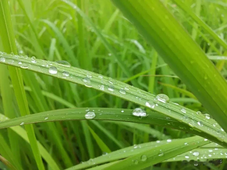 《秦楼月·浮云集》

浮云集，轻雷隐隐初惊蛰，初惊蛰。
鹁鸠鸣怒，绿杨风急。
玉