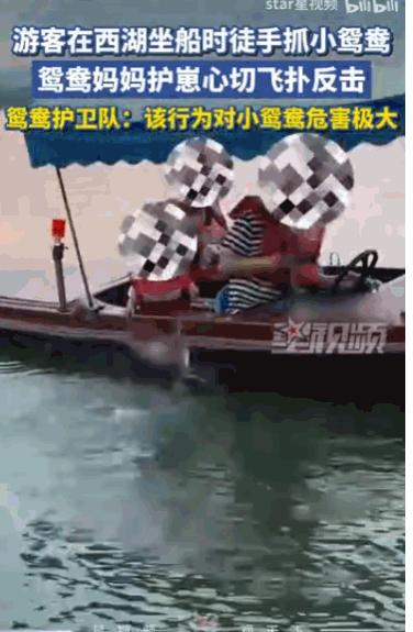 “这种人就应该拉黑！” 浙江杭州，一名游客在船上，光天化日之下，竟然伸手把一只还