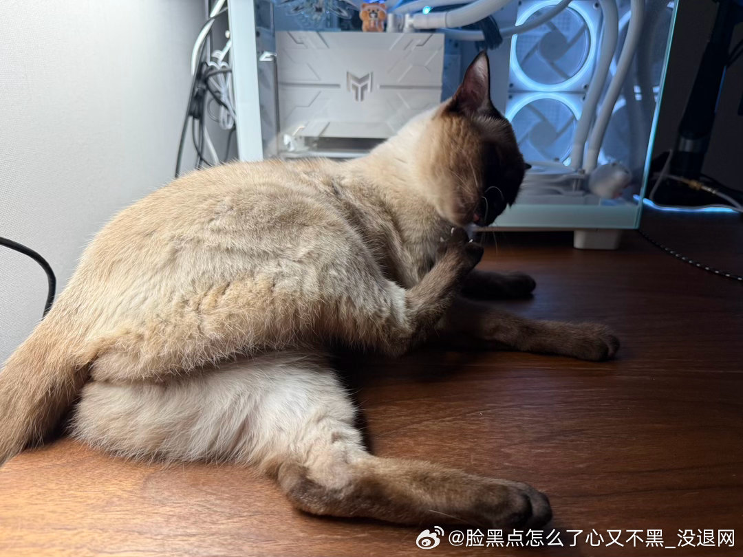 晚安逼罗