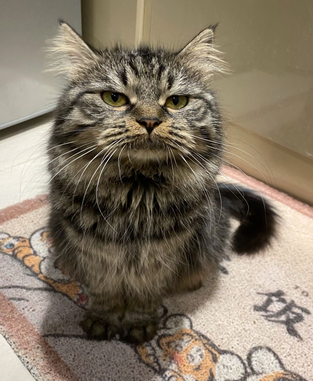 我有小猫咪可以欺负 你有吗你有吗