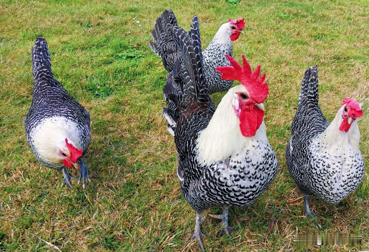 有一个很奇葩的想法，为什么外国人和中国人的外貌相差这么大，而外国的家禽比如鸡、鸭