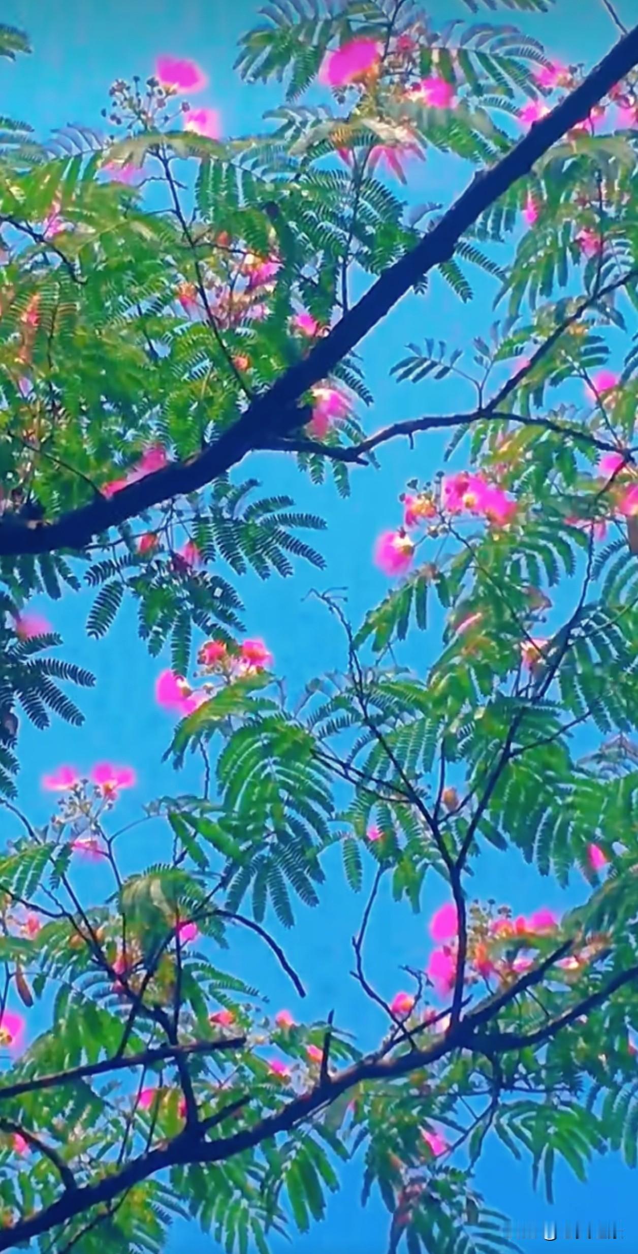 合欢花从不张扬，只在夏日里，把细碎的努力都攒成了满树的温柔。原来人生不必轰轰烈烈