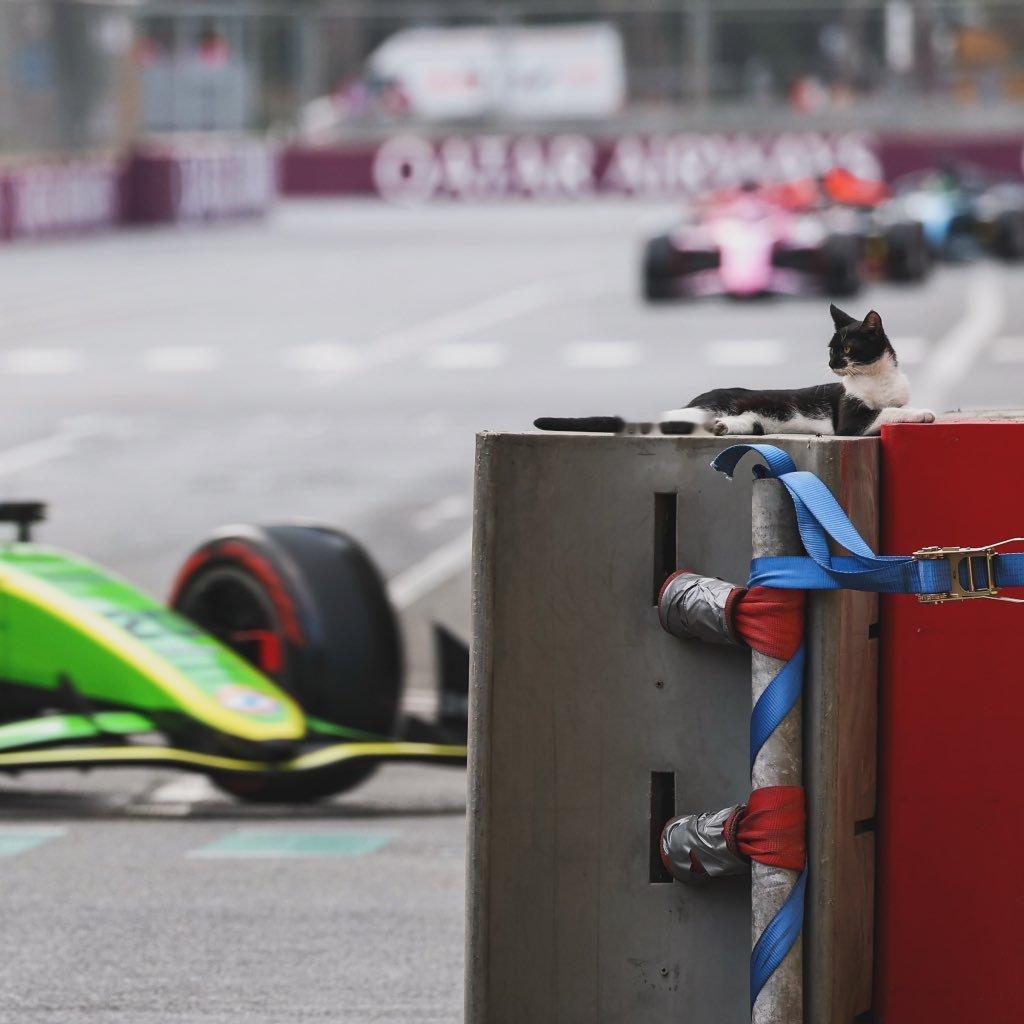 F1[超话]2026F1阿塞拜疆大奖赛 巴库到处都是小猫[喵喵][喵喵] ​​​