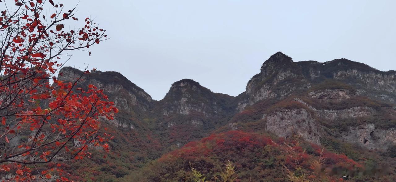#随手一拍都是美景#
万山红遍，层林尽染，赏红叶的最佳日子，
沁阳九渡……