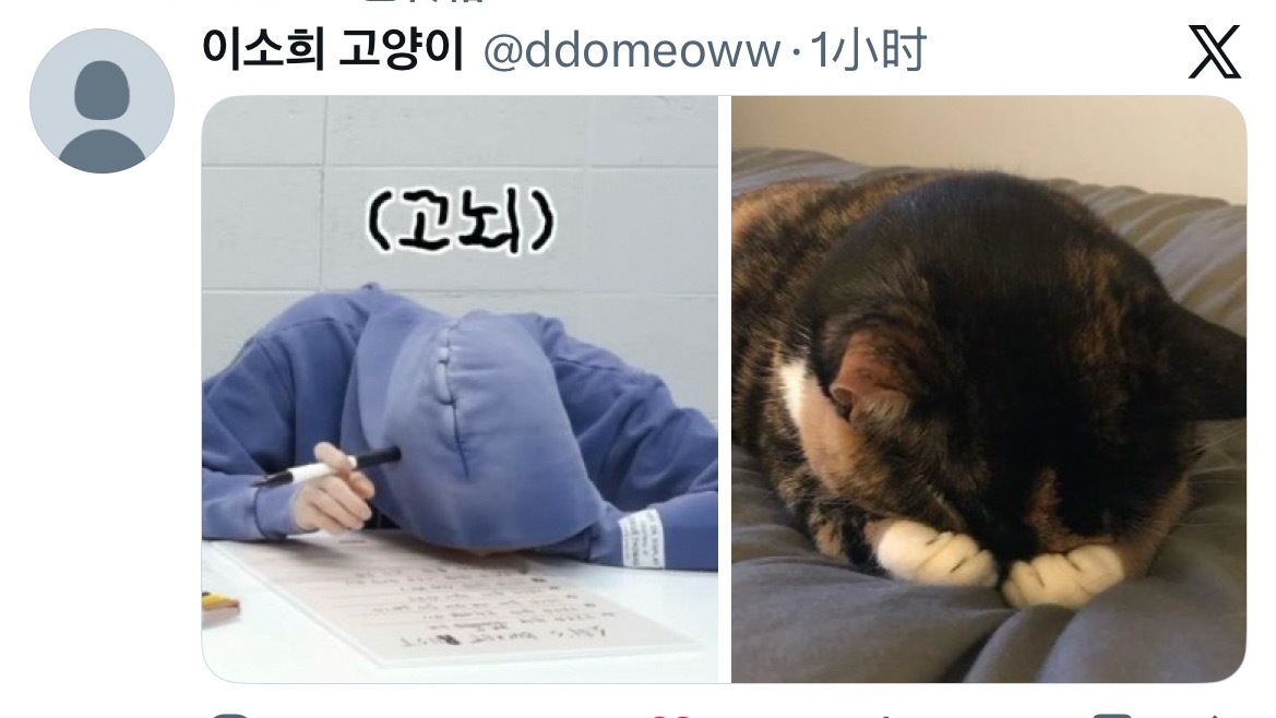 今天物料的第一喵🐈来了