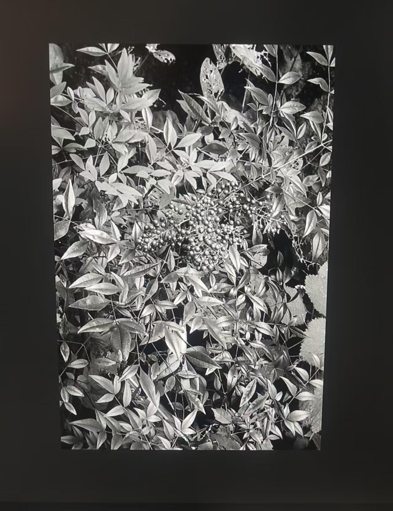 目击道存/心照神交，阳光下神性的叶子。

有人问，画家乔治.莫兰迪，：什么是幸福