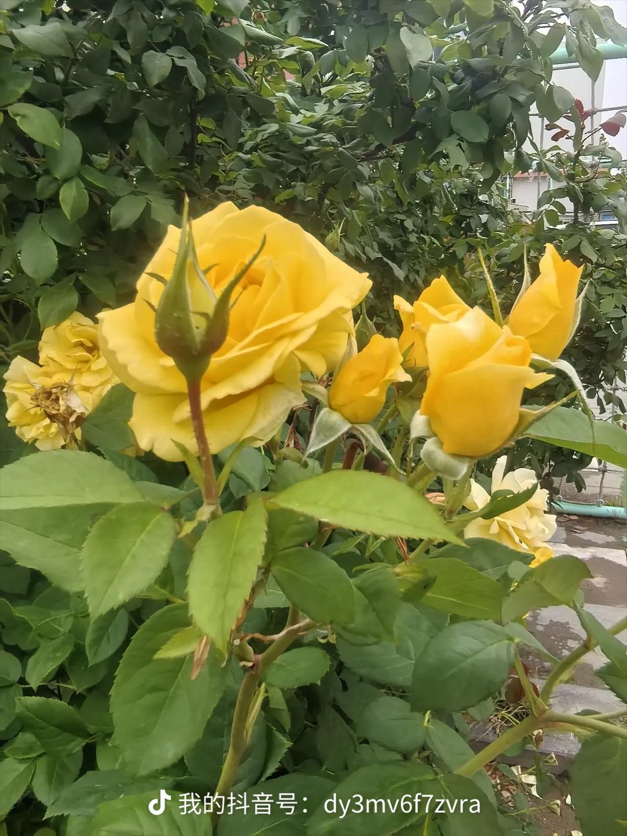 分享一下你拍摄的花黄色的月季花，是常见的一种，与红、粉、白都是一样的，有一种淡紫