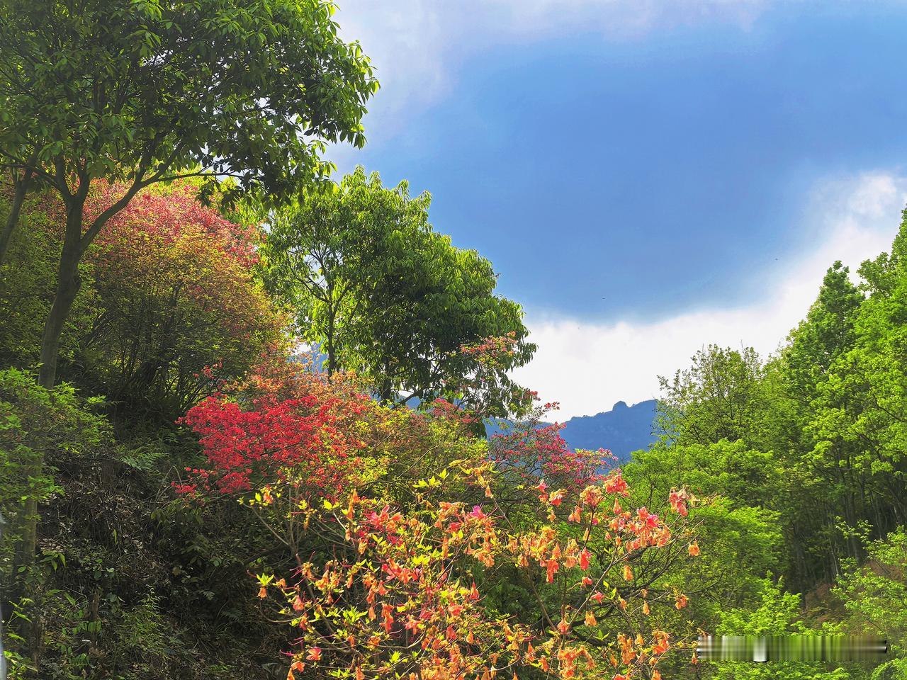 春日山林，繁花似锦，绿意盎然，美不胜收！🌸🌳露肩长裙怎么拍 花海，花中人怎么