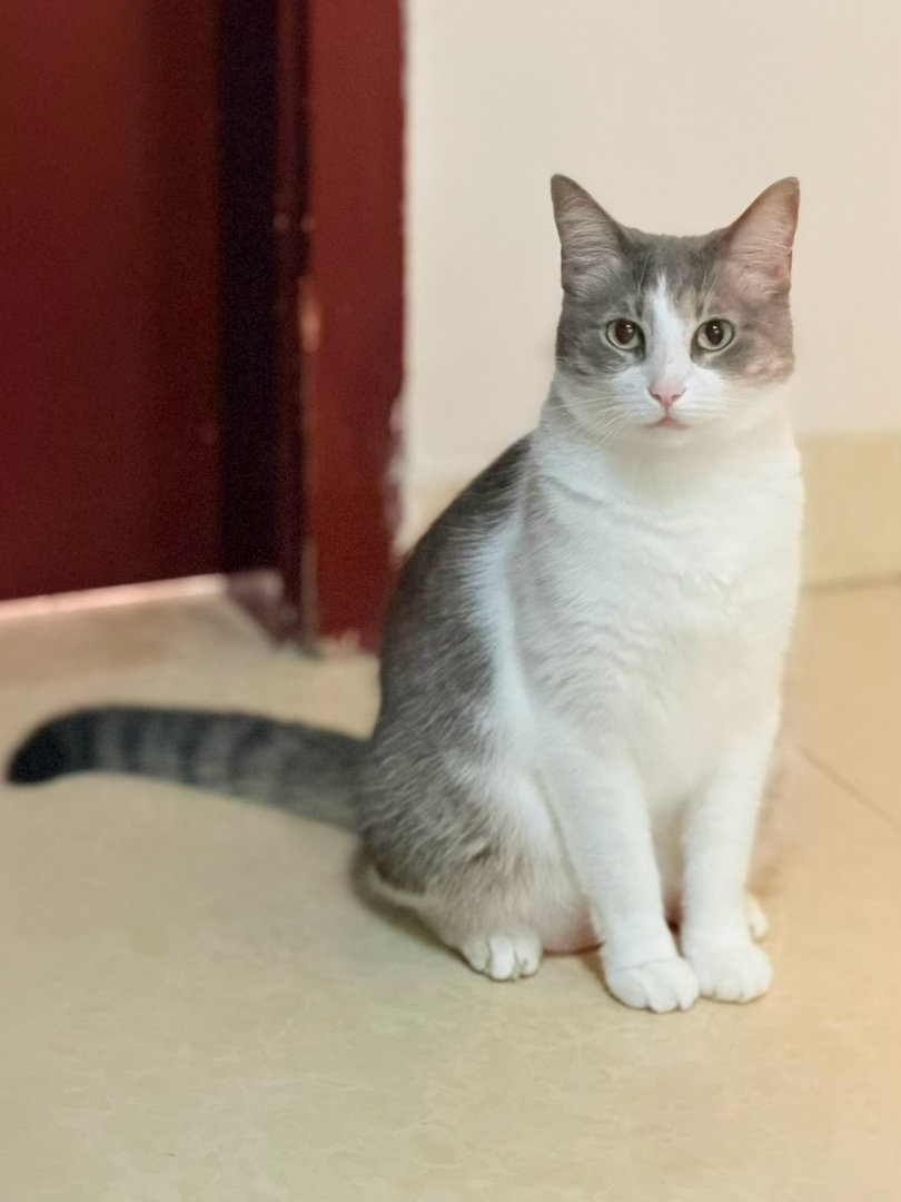 明明给你减饭量了，咋还变胖了呢？