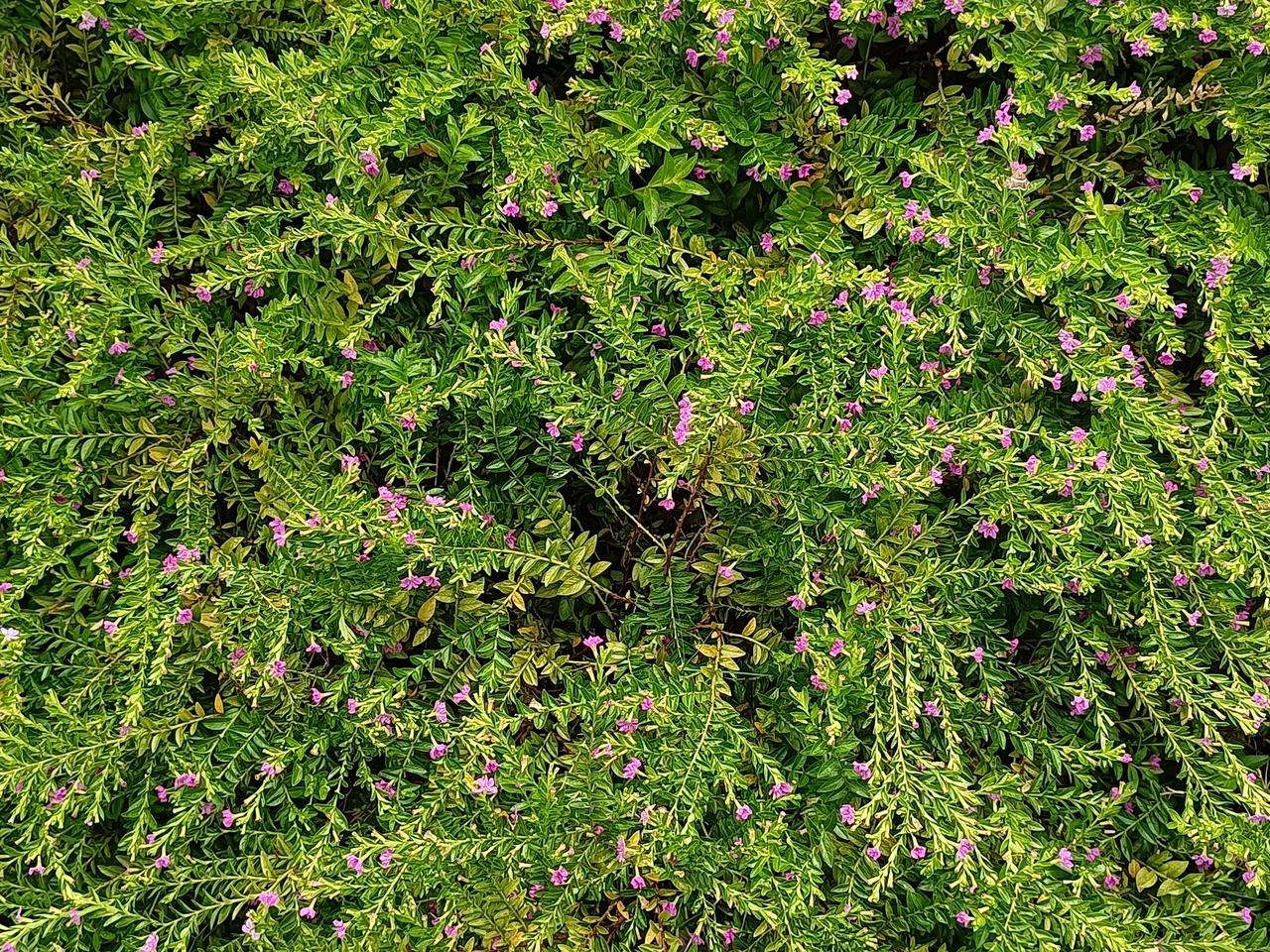 相册里的花花草草小蜂蜜正在认真的工作中，采集花粉，为庄家授粉，哪一年我们就有很好
