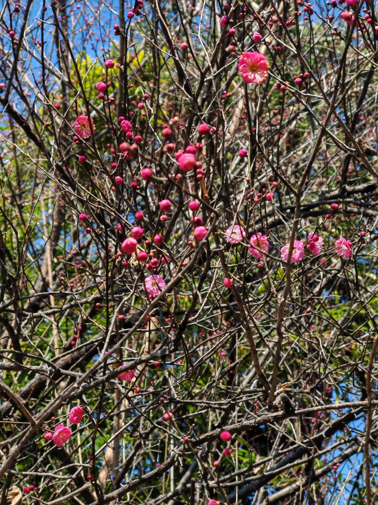 记录我的2026时间过得飞快，今年的梅花又开了。