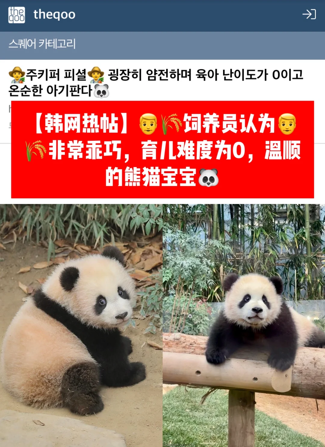 🔥韩网热帖｜饲养员认为乖巧，育儿难度0的🐼