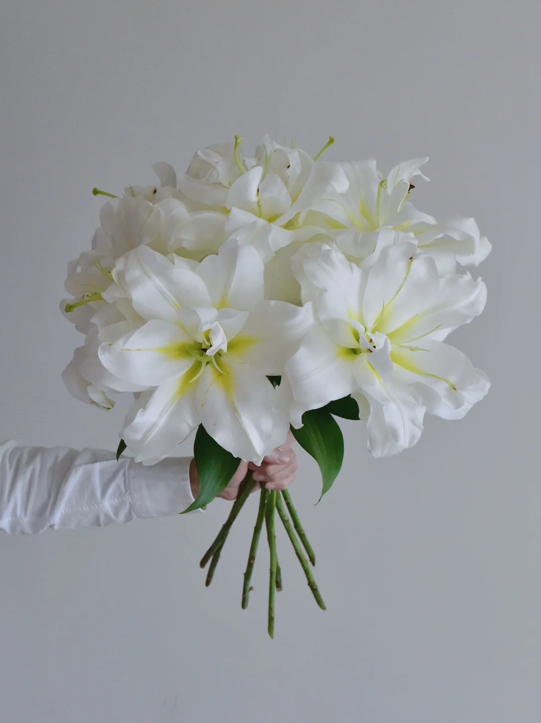 国产百合·暴风雪