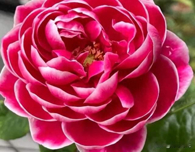 分享图片—2026成都国际车展～花中皇后，花娇色艳的月季花
