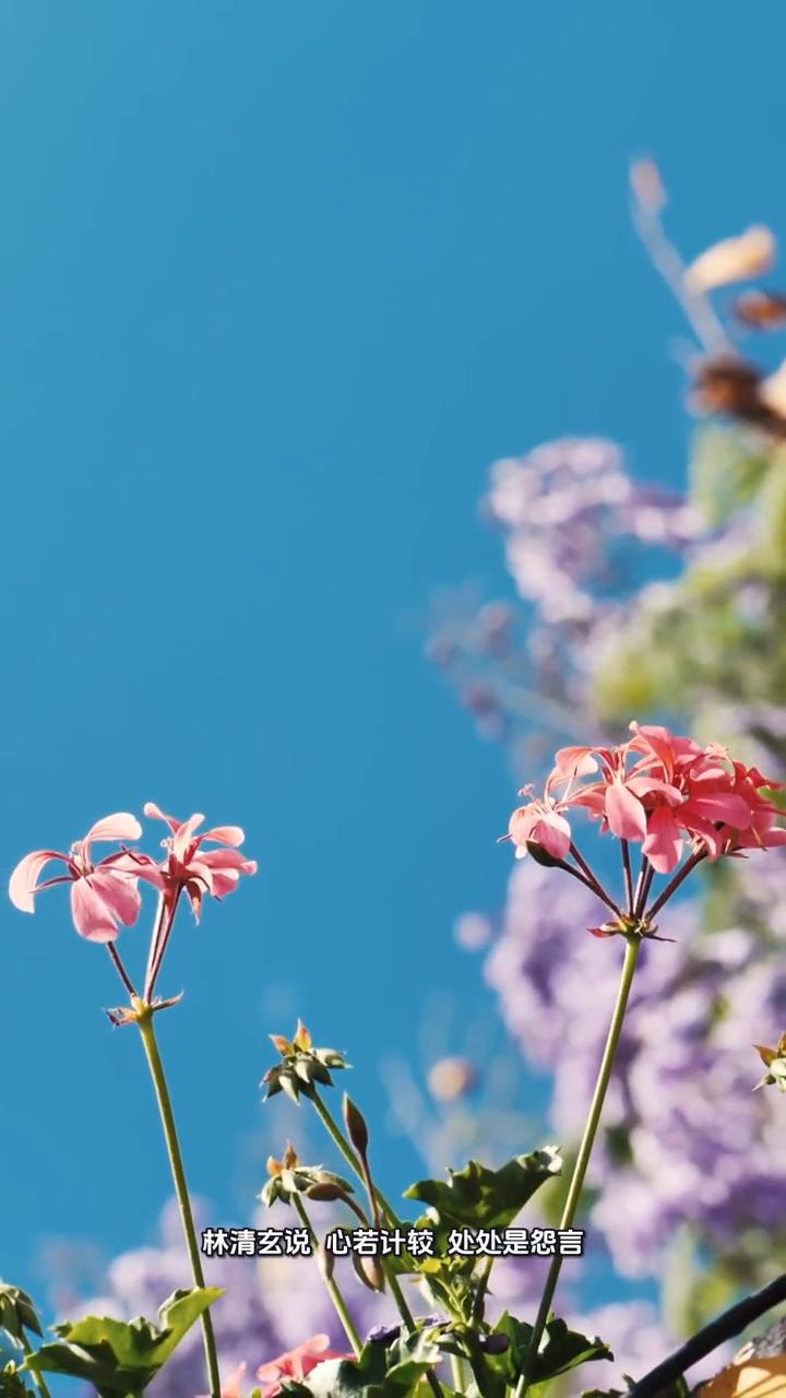 心灵悟语。
林清玄说：心若计较处处是怨言，心若放宽时时是春天。生活里的鸡毛蒜皮若