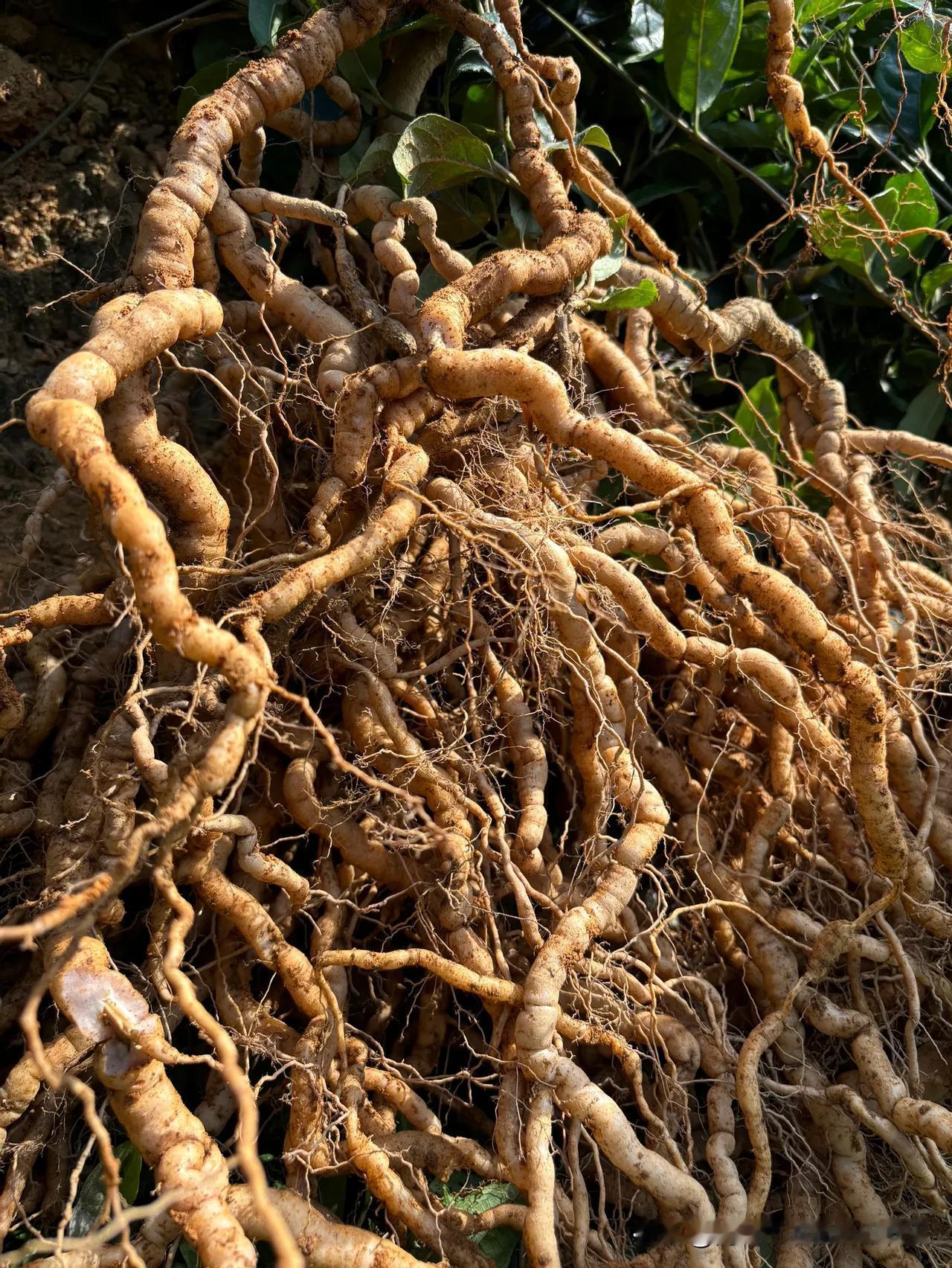 煲汤泡酒一楼的巴戟天#巴戟天# #巴戟天产地# #泡酒煲汤靓材料# #大山深处的