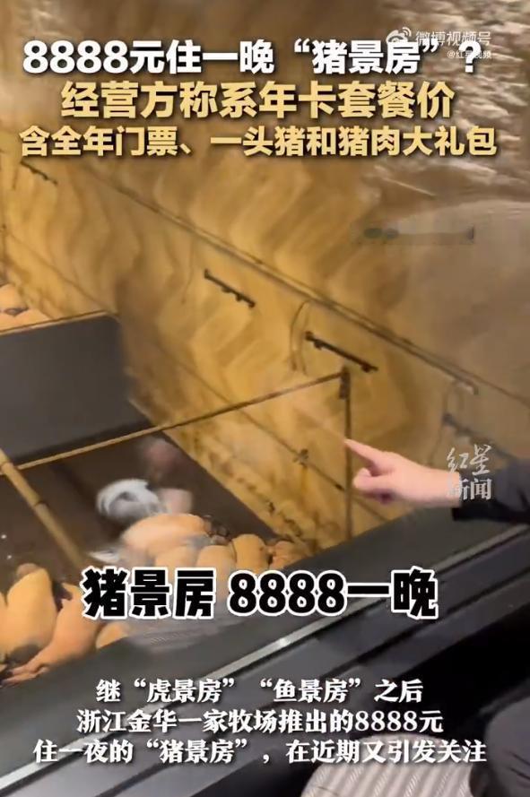 网传猪景房定价8888元一晚，入住套餐还赠送一头猪，这个新奇的特色房型，迅速在网
