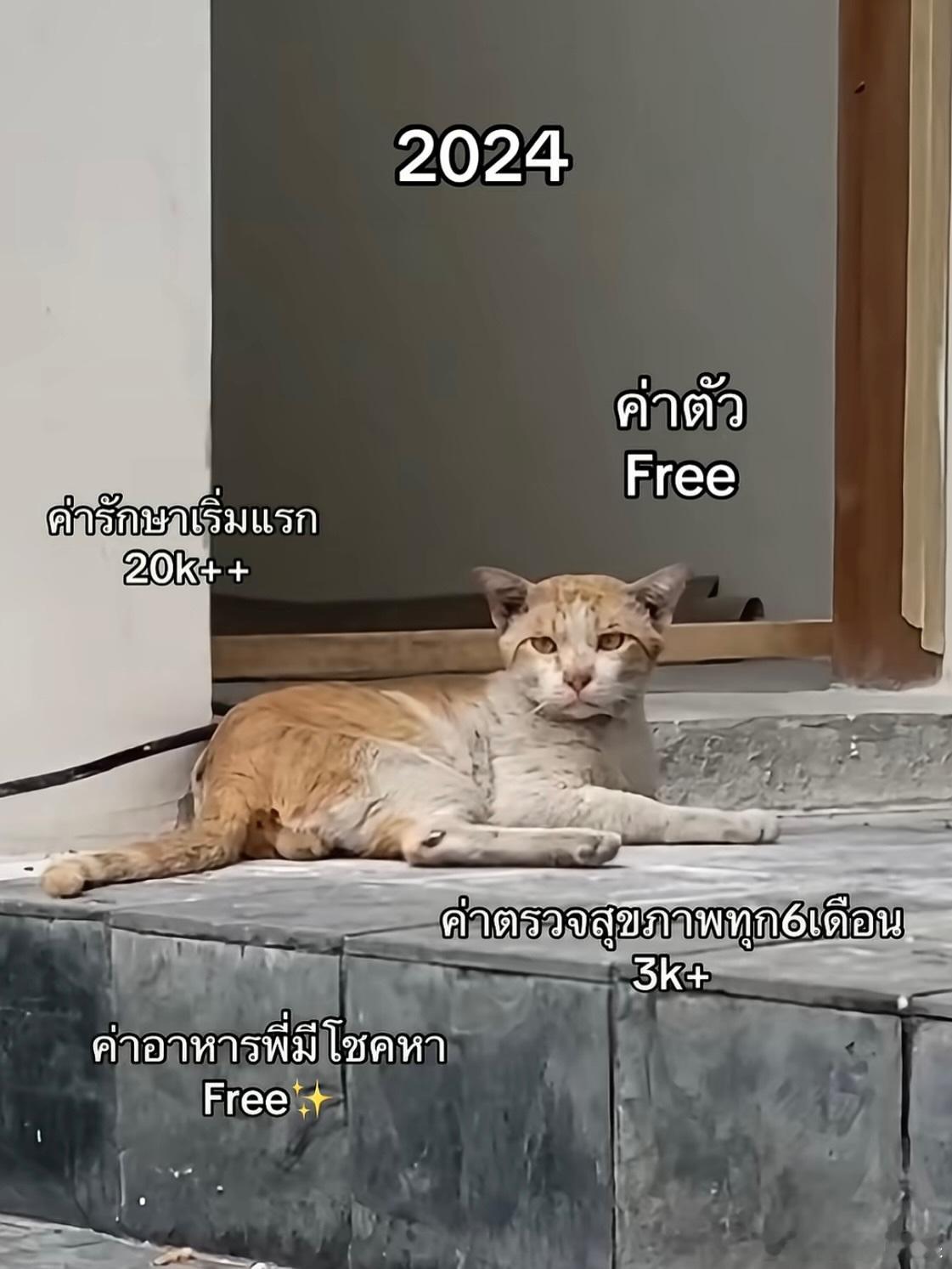 妹子和她收养的伤病流浪猫她也是好人有好报，现在接了很多宠物品牌商务cr：abou