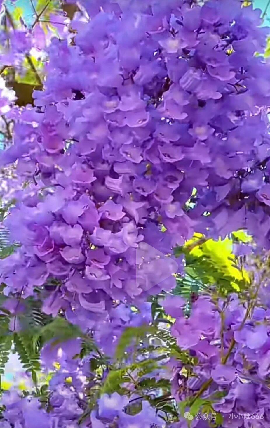 紫色的浪漫，绽放的花海，快来打卡！💜🌸