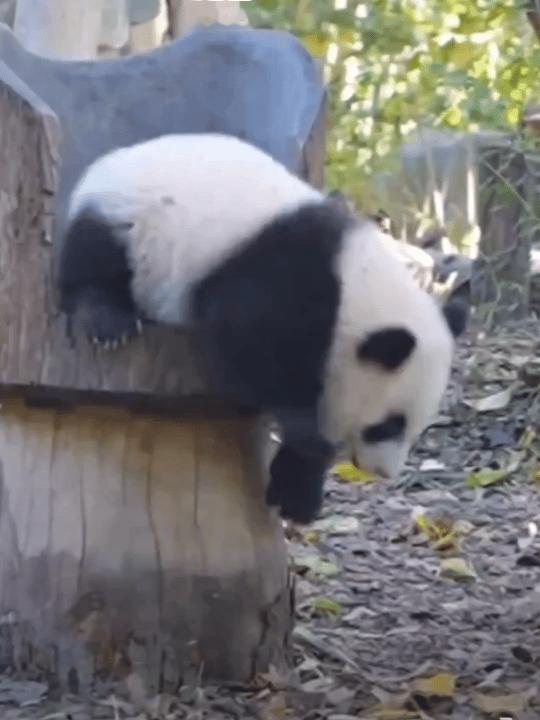每日一善🐼熊猫守护者 🐼熊猫，这一珍稀而迷人的生灵，以其独特的黑白配色、圆润