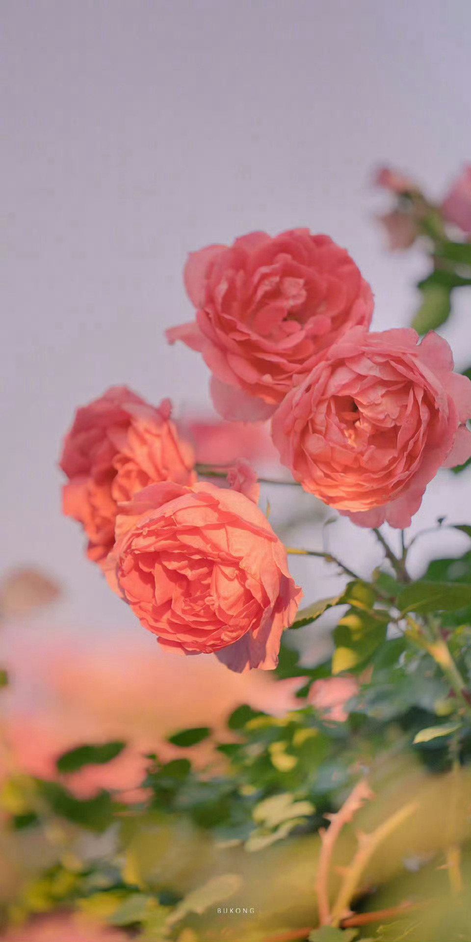 桃花[超话] 蔷薇🌹温柔又热烈。早安！ ​​​