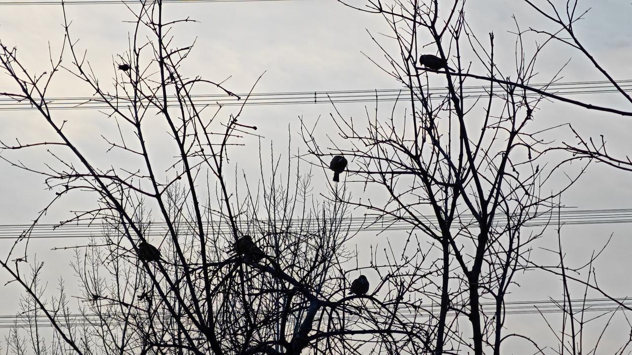 “古藤老树昏鸦”，一读就有种说不出的凄凉感。想象一下，盘绕的古藤缠在那历经沧桑的