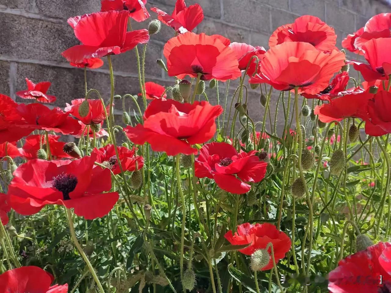 晒图笔记大赛冬天里的一把火，太美了哈[呲牙]！