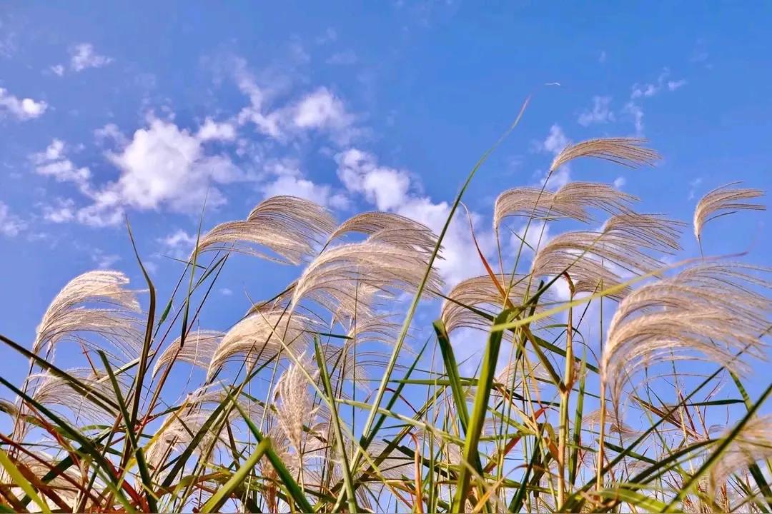 楷写古诗词《眼儿媚·萧萧江上荻花秋》【宋】 贺铸每日手写诗词 闲時练字。 写字是