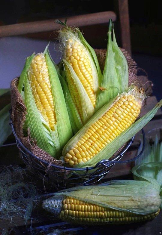 玉米是名副其实的黄金主食慢慢才发现减脂养生圈都在悄悄爱上玉米。啃一根顶饱大半天，