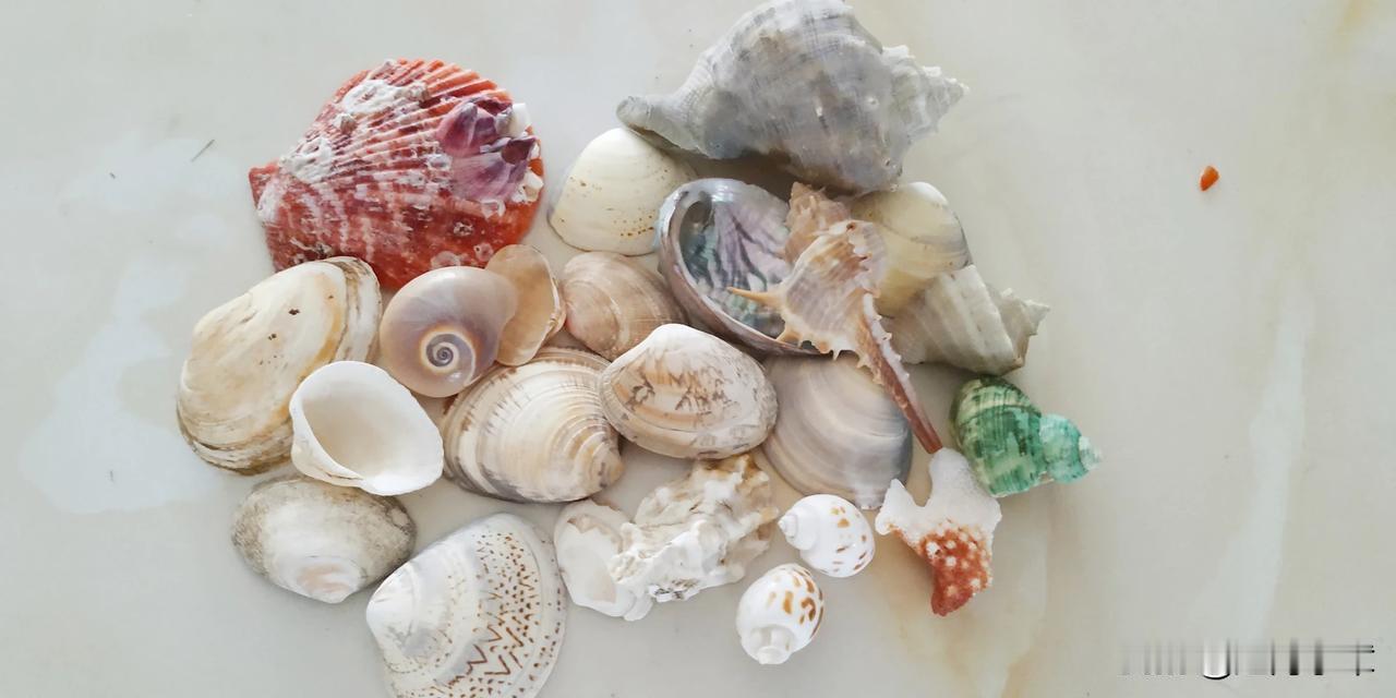 贝壳发货啦！这两天台风，今天终于过去啦，大家久等了，这一次有珊瑚和鲍鱼壳，很美哦