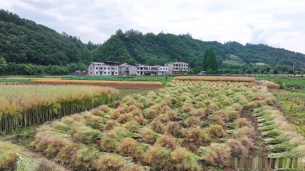 房县 油菜丰收 农户抢收十堰爆料 今日房县 5月22日，房县农民正在收割成熟的油