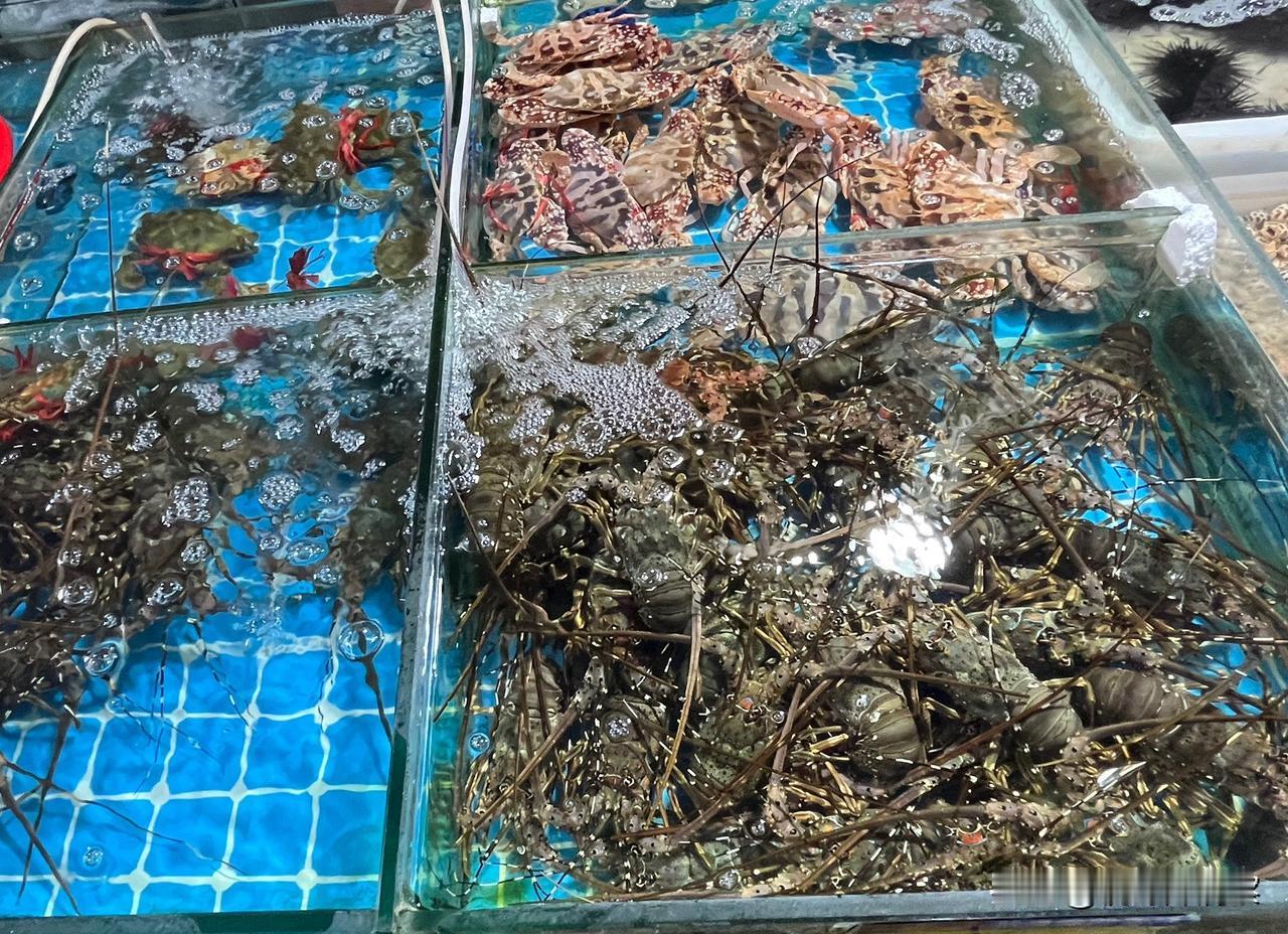 发一组图片吧，组图的名字叫＂不懂＂。
冬日的海南，这些生命都不过冬。统称为海鲜的