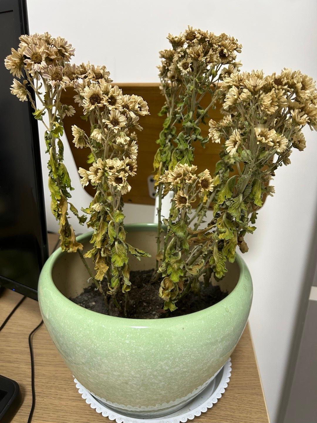 竟还有一股菊花的香味 