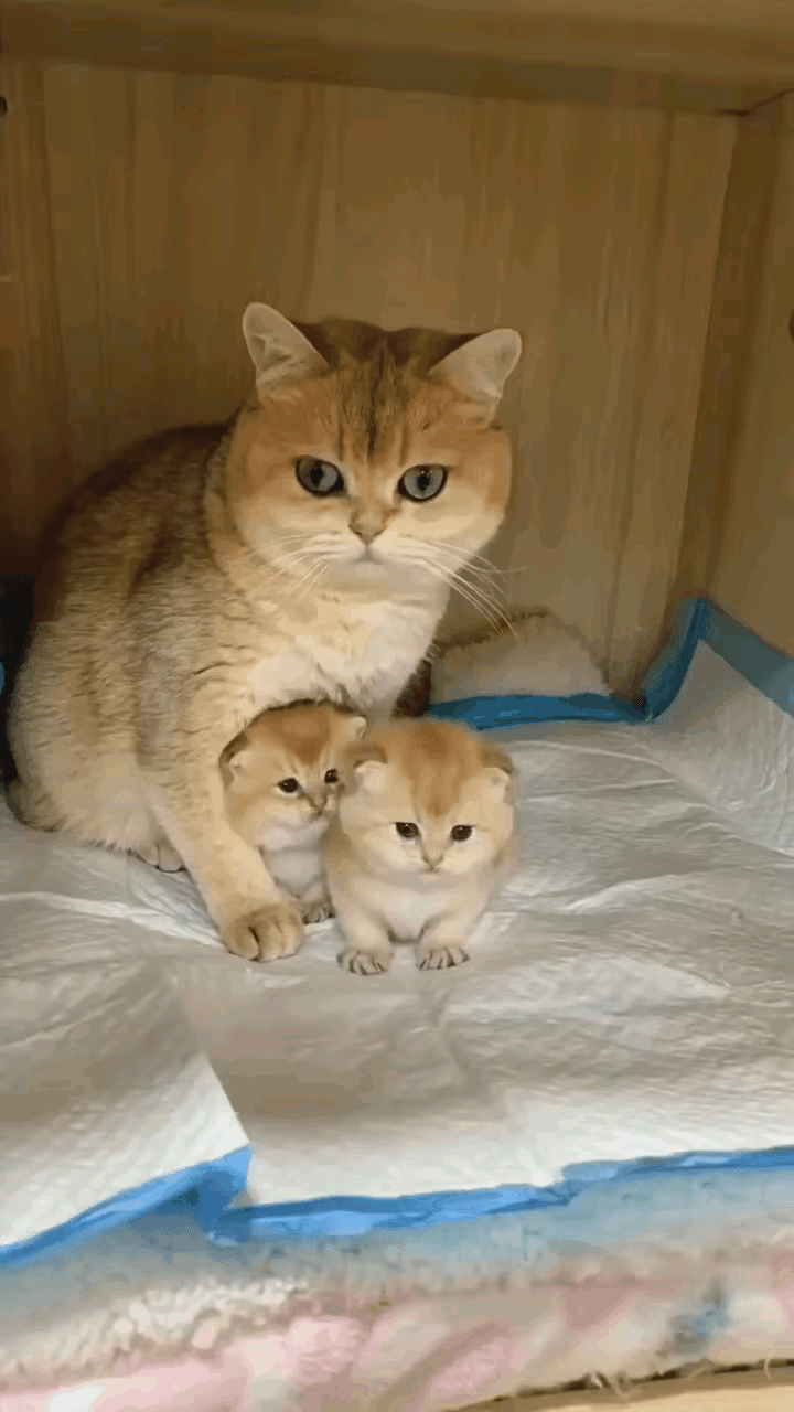 快看！我生的是双胞胎小猫，不多不少刚刚好！
两个小宝贝金贵得很，我在旁边守得牢牢