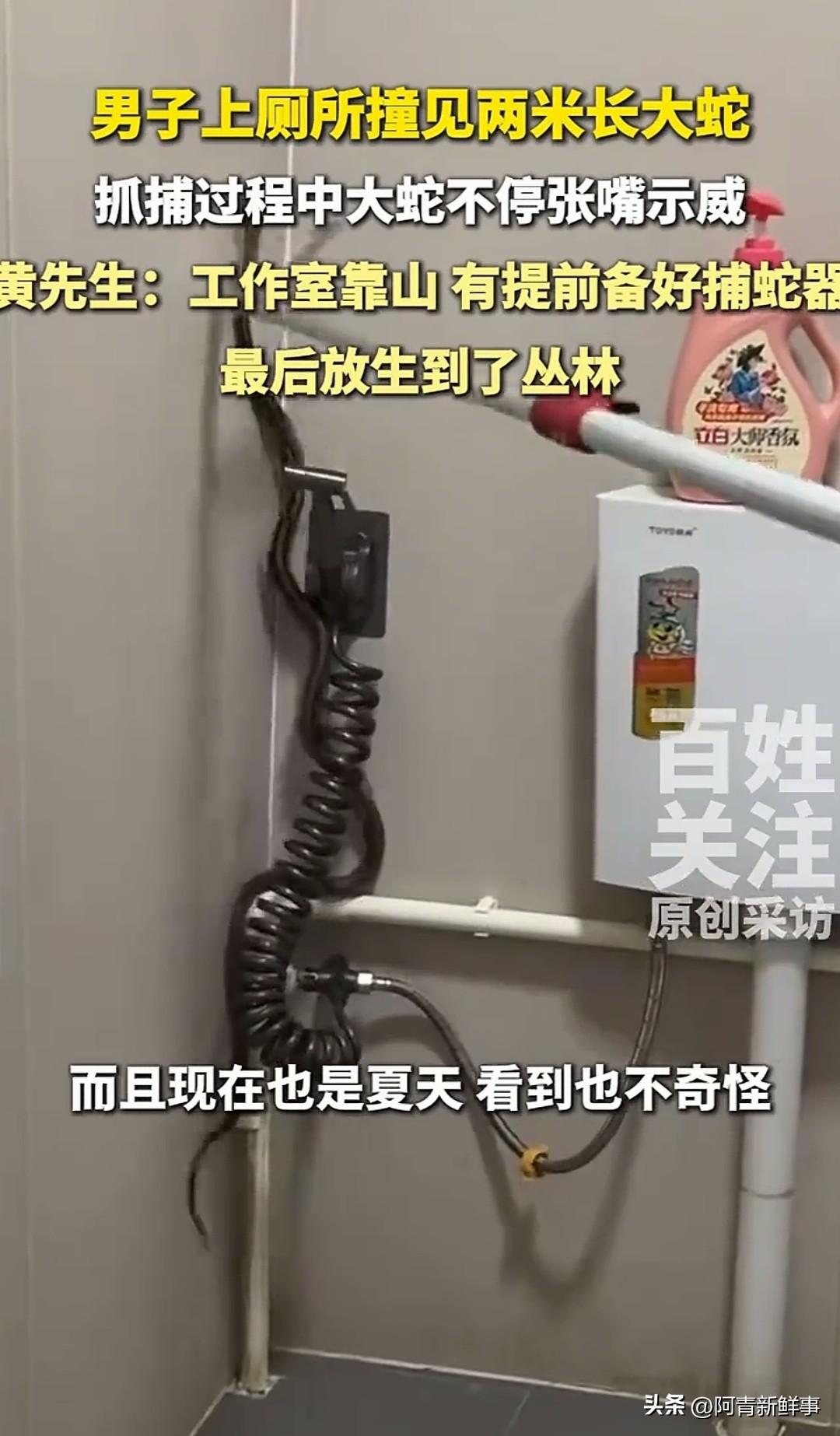 太吓人了！广东的黄先生准备去工作室上个厕所，门一推，一条快两米长的家伙正死死卡在