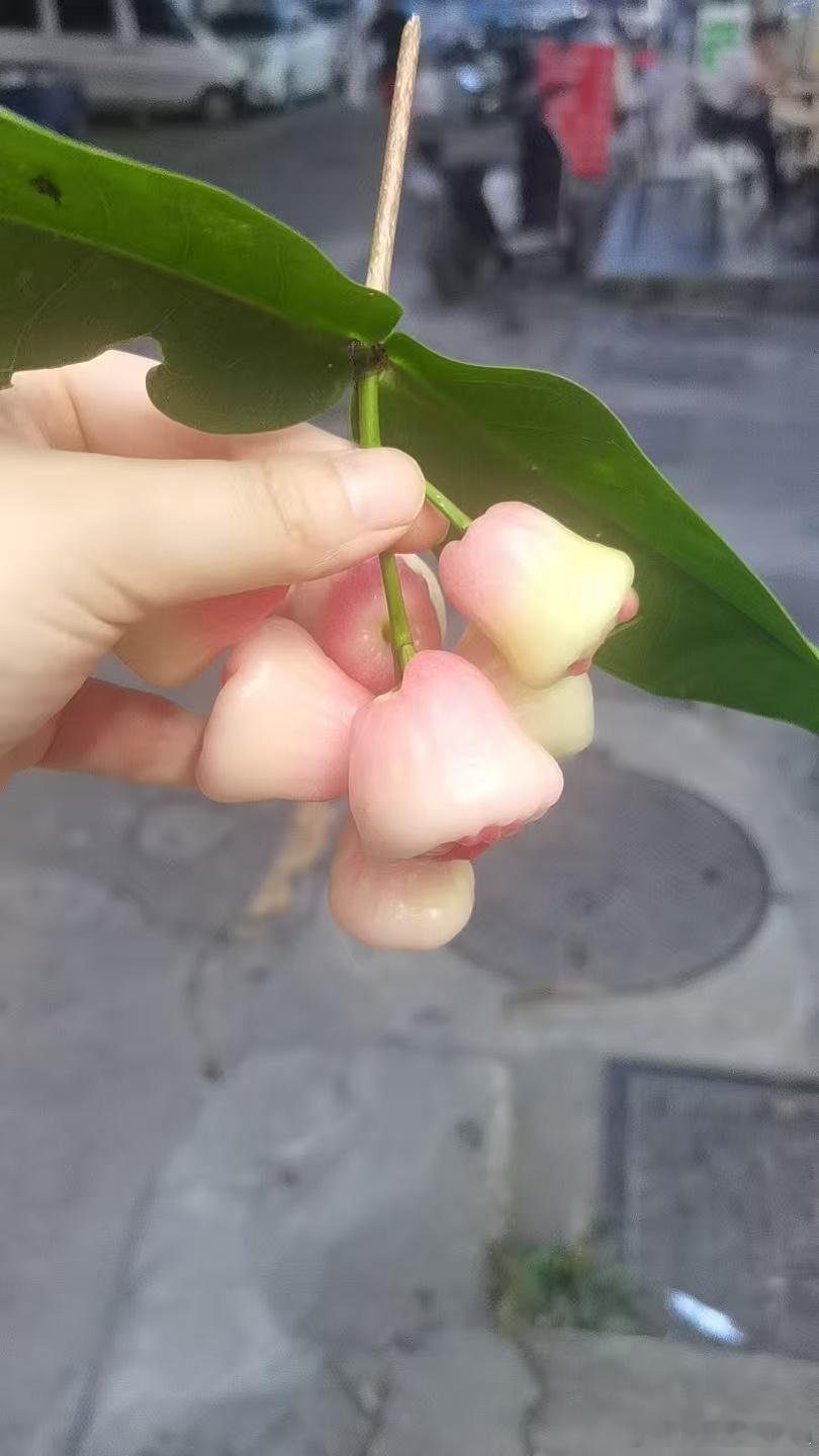 人工智涨ultra的行业观察 哇，莲雾宝宝