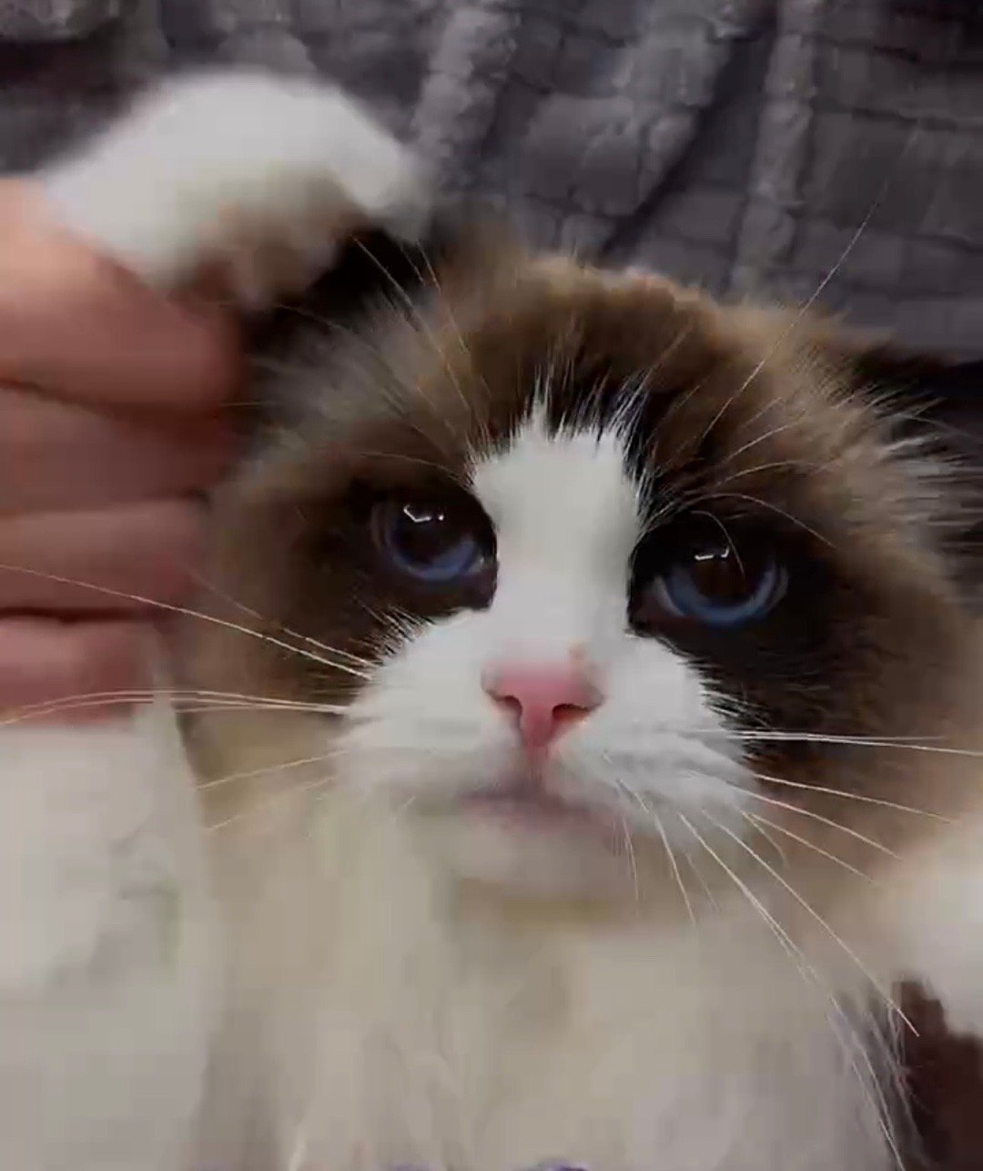 退役猫找家：pige是一个很温柔的母猫，和猫舍每一个姐妹都相处得很好，性格温和又