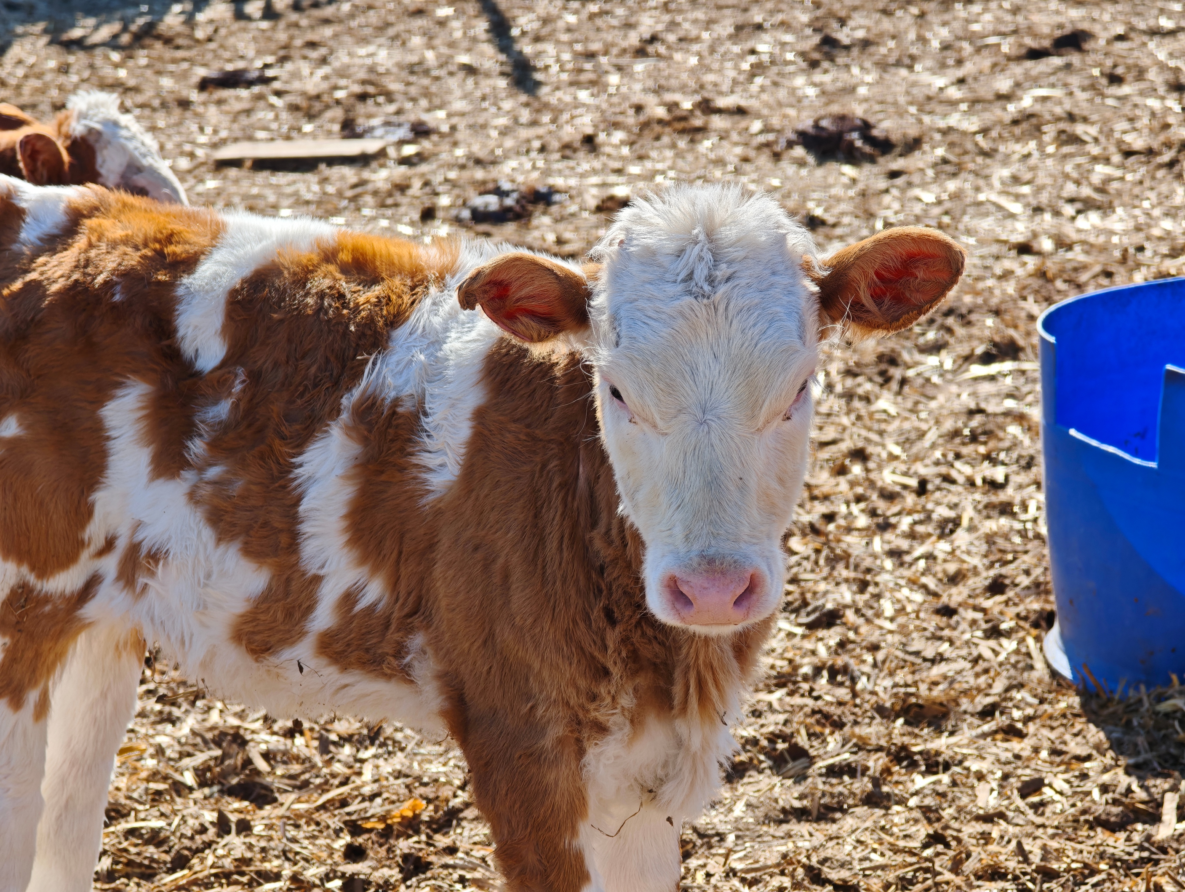 到奶奶家了狗子和牛牛都很欢迎我！反正我每次回来，家人们只宰羊不宰他们 扎兰屯