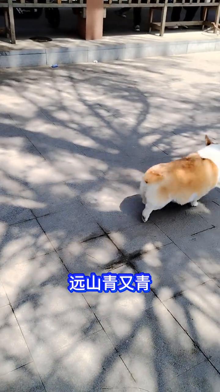 公园慢步。
我走过青草地，慢步在小河堤。让阳光拥着我，让风儿抱我。远山青又青，蔚