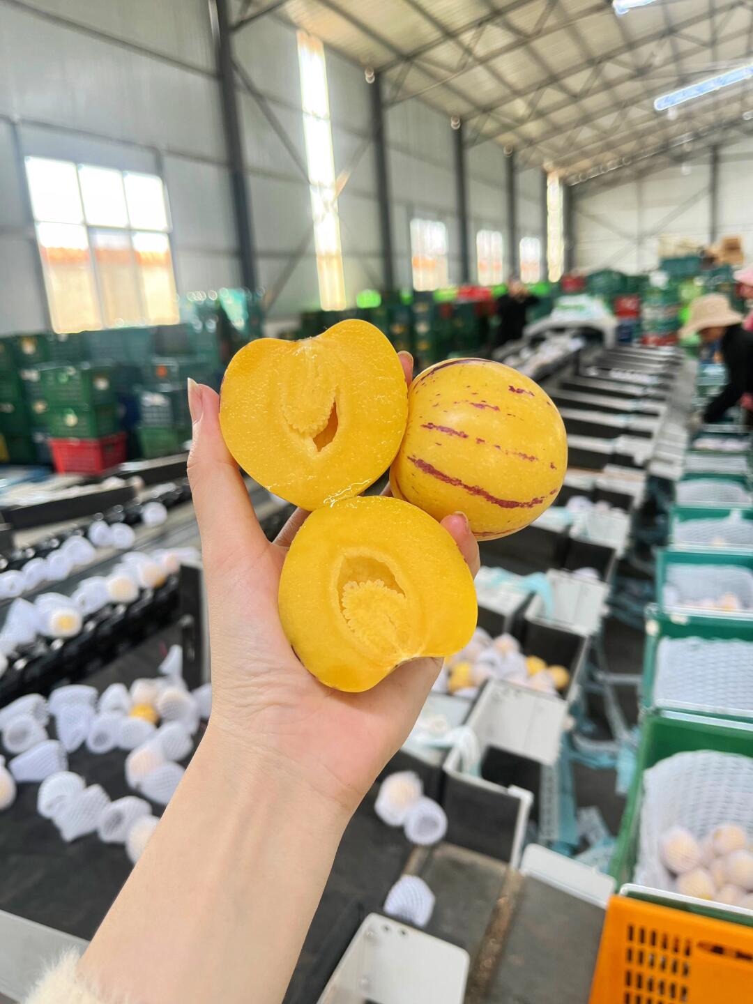 揭秘❗️云南风化石人参果的打包现场❗️