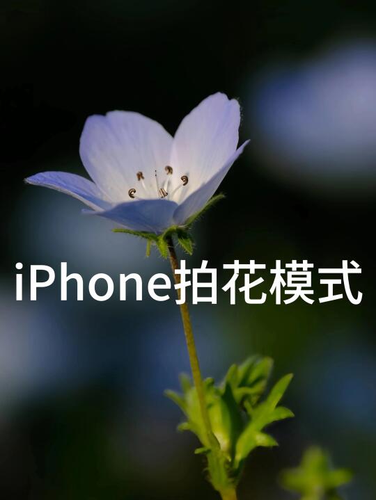 iPhone拍花不输单反‼️简单三步轻松拍好